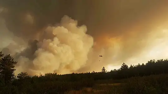 Kastamonu'da küle dönen bin 256 hektarlık orman yeniden ağaçlandırılıyor