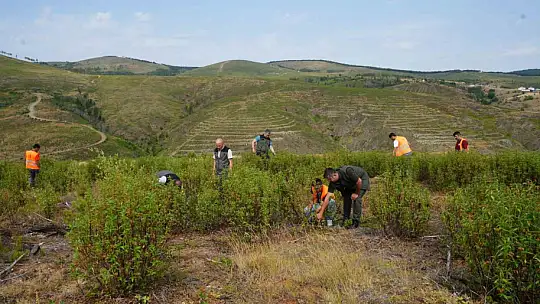 Kastamonu'da küle dönen bin 256 hektarlık orman yeniden ağaçlandırılıyor