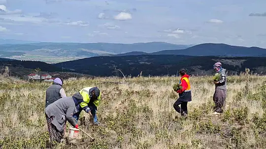 Kastamonu'da küle dönen bin 256 hektarlık orman yeniden ağaçlandırılıyor