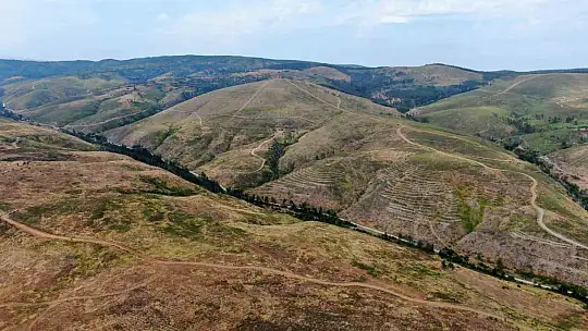 Kastamonu'da küle dönen bin 256 hektarlık orman yeniden ağaçlandırılıyor