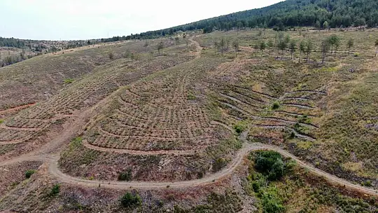Kastamonu'da küle dönen bin 256 hektarlık orman yeniden ağaçlandırılıyor
