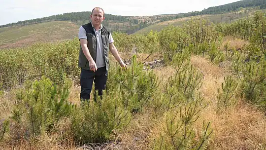 Kastamonu'da küle dönen bin 256 hektarlık orman yeniden ağaçlandırılıyor