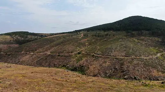 Kastamonu'da küle dönen bin 256 hektarlık orman yeniden ağaçlandırılıyor