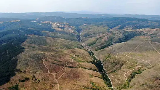 Kastamonu'da küle dönen bin 256 hektarlık orman yeniden ağaçlandırılıyor