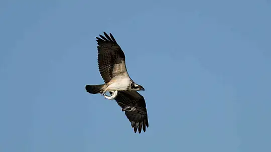 Kastamonu'da kuş fotoğrafçıları avlanan balık kartallarını görüntüledi