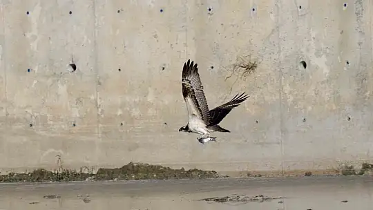 Kastamonu'da kuş fotoğrafçıları avlanan balık kartallarını görüntüledi