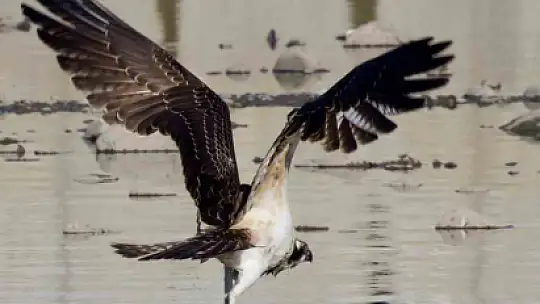 Kastamonu'da kuş fotoğrafçıları avlanan balık kartallarını görüntüledi