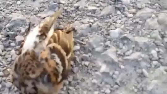 Kastamonu'da onlarca kuş yolda telef olmuş halde bulundu