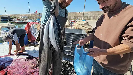 Kastamonu'da palamut bereketi: Kiloluk palamutlar 40 TL'ye satılıyor