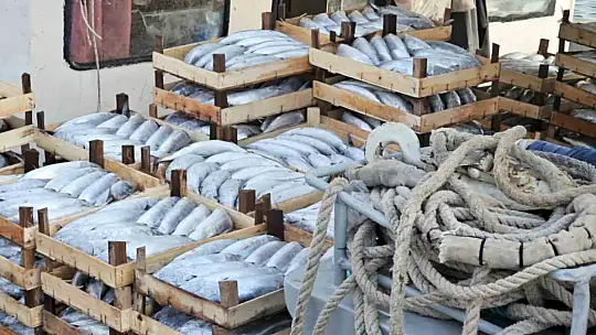 Kastamonu'da palamut bereketi: Kiloluk palamutlar 40 TL'ye satılıyor