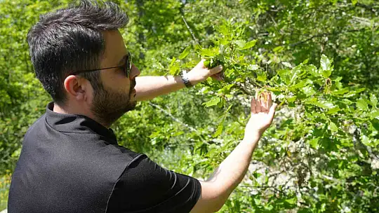 Kastamonu'da, Rusya'dan gelen polen tespit edildi: Polen alerjisi olanları ağustos ve eylül aylarında etkiliyor