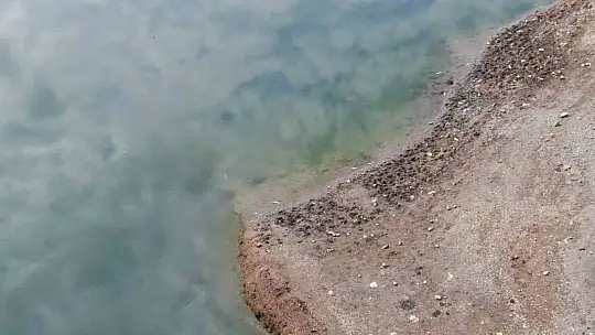 Kastamonu'da su seviyesi düşen barajda ölen balıklar kıyıya vurdu