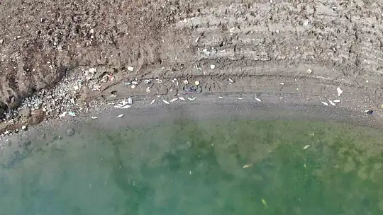 Kastamonu'da su seviyesi düşen barajda ölen balıklar kıyıya vurdu