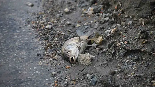 Kastamonu'da su seviyesi düşen barajda ölen balıklar kıyıya vurdu