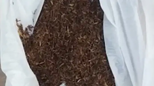 Kastamonu'da uyuşturucu operasyonu: 1 gözaltı