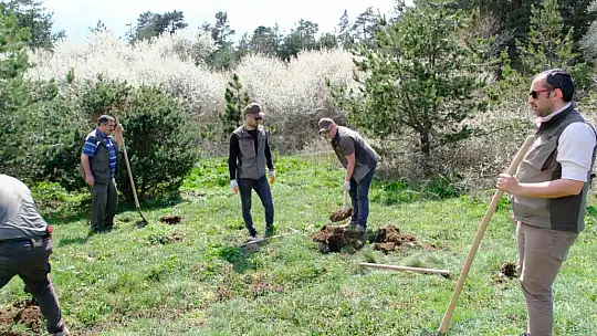 Kastamonu'da yaban hayatı için ormanlık alana fidan dikildi