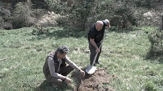 Kastamonu'da yaban hayatı için ormanlık alana fidan dikildi