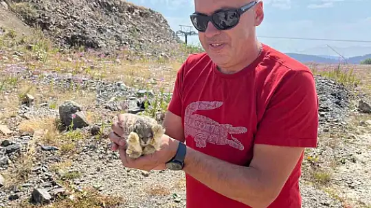 Kastamonu'da yaban hayvanları renkli görüntüler oluşturdu
