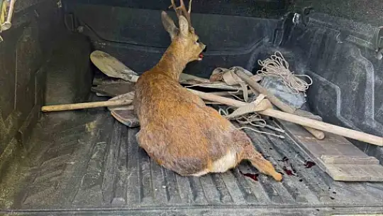Kastamonu'da yaralı halde bulunan karacalar tedavi altına alındı