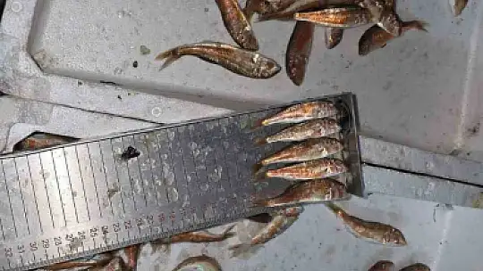 Kastamonu'da yasa dışı avlanan 1,5 ton balığa el konuldu