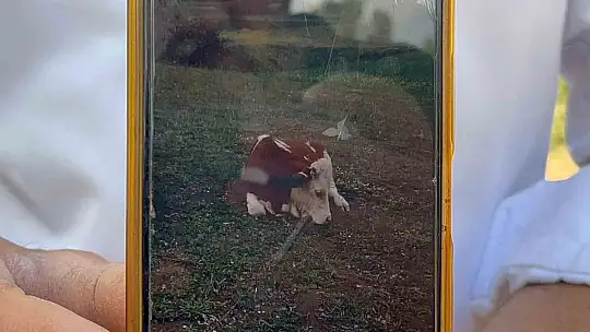 Kaybolan hayvanlar için dronla umut arayışı