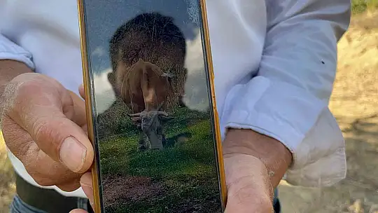Kaybolan hayvanlar için dronla umut arayışı