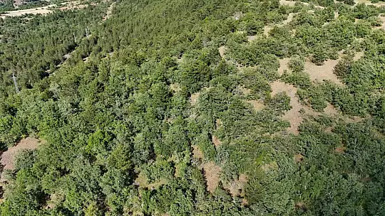 Kaybolan hayvanlar için dronla umut arayışı