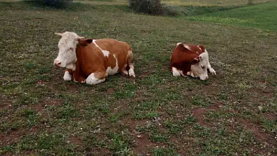 Kaybolan hayvanlar için dronla umut arayışı