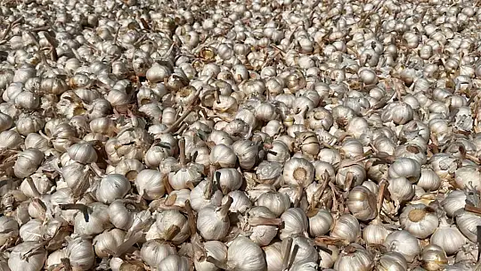 KBÜ, sarımsakta Fusarium hastalıklarına karşı bilimsel çözüm geliştirdi