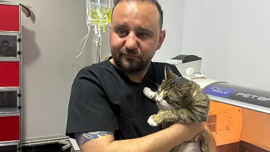 Kedinin mesanesinden 2 santimlik taş çıkarıldı