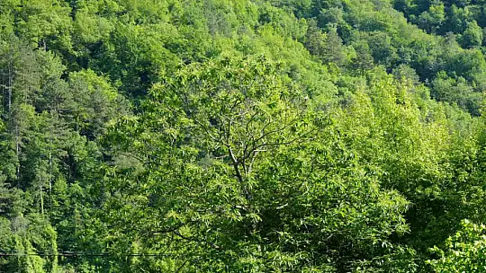 Kestane ağaçlarını kurutan gal arısıyla mücadele sürüyor: Kestane balında verimin artması bekleniyor