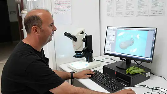 Kestane ağaçlarını kurutan gal arısıyla mücadele sürüyor: Kestane balında verimin artması bekleniyor