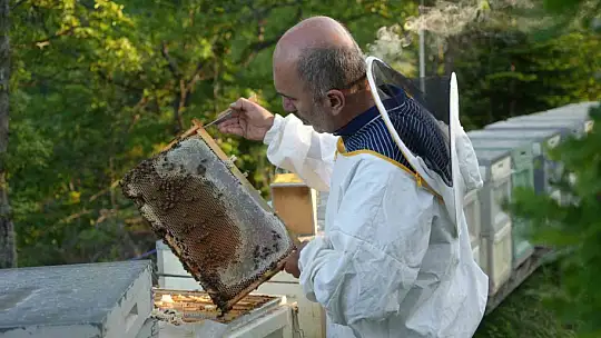 Kestane ağaçlarını kurutan gal arısıyla mücadele sürüyor: Kestane balında verimin artması bekleniyor
