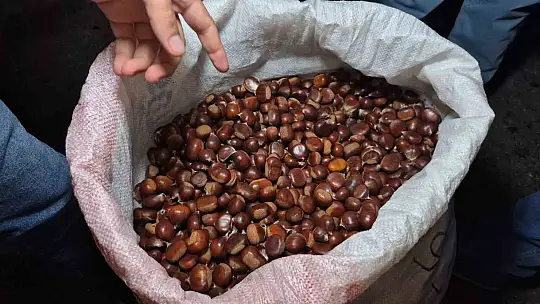 Kestane rekoltesi kuraklık sebebiyle düştü