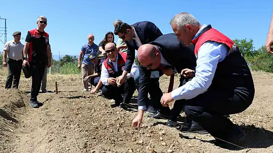Safranın yeni sezon dikimi başladı