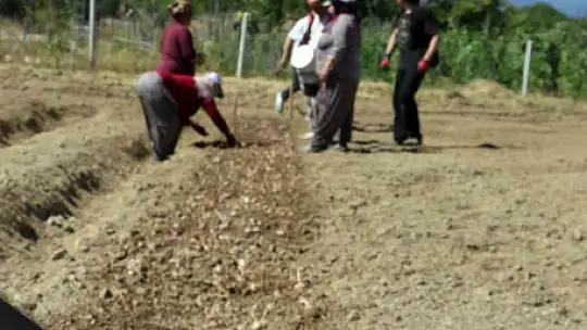 Safranın yeni sezon dikimi başladı