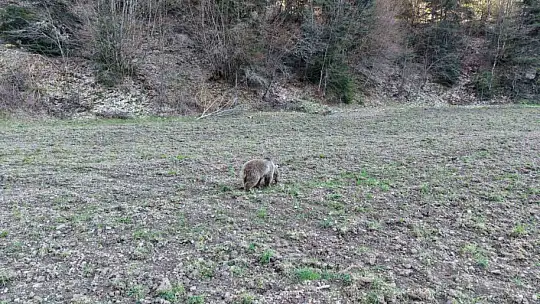 Kış uykusundan uyanan ayılar, ormanlık alanda beslenirken görüntülendi