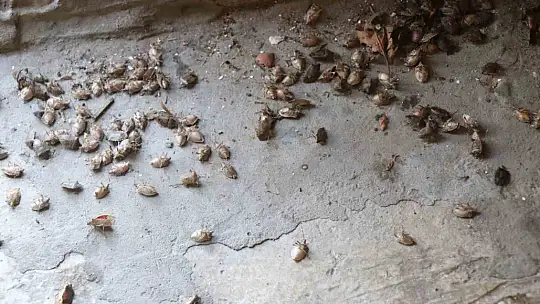Kokarca ile mücadele sürüyor