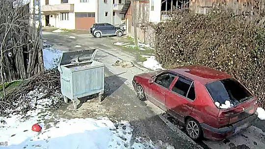 Köpeği ezen sürücü yakalandı