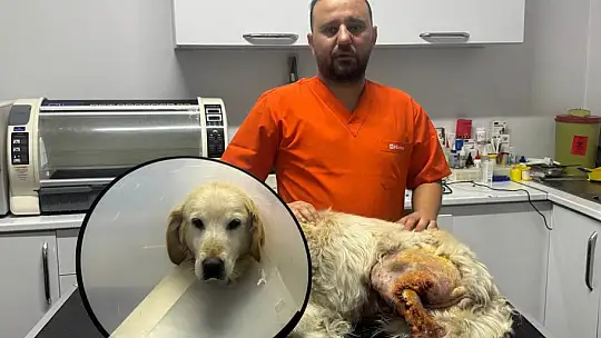 Köpeğin ayağından hentbol topu büyüklüğünde kitle çıkartıldı