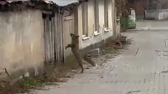 Köpek seslerini duyan tilkinin yaşadığı panik kamerada