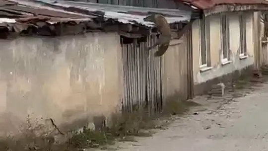 Köpek seslerini duyan tilkinin yaşadığı panik kamerada