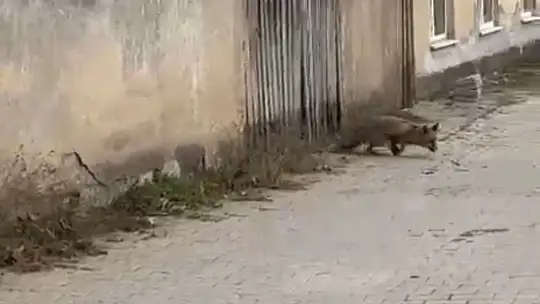Köpek seslerini duyan tilkinin yaşadığı panik kamerada