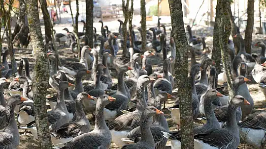 Korona virüs sebebiyle köyüne dönüp kaz çiftliği kurdu, şimdi Kars'a bile kaz gönderiyor
