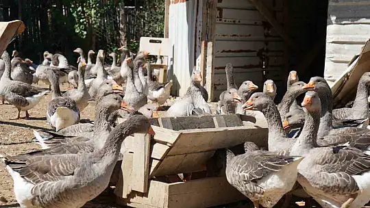 Korona virüs sebebiyle köyüne dönüp kaz çiftliği kurdu, şimdi Kars'a bile kaz gönderiyor