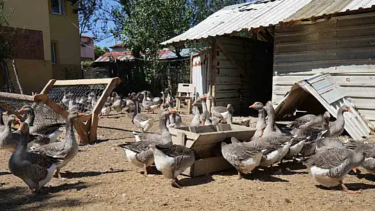 Korona virüs sebebiyle köyüne dönüp kaz çiftliği kurdu, şimdi Kars'a bile kaz gönderiyor