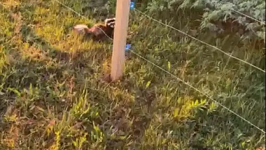 Koruma altındaki gelincik Ilgaz Dağı'nda görüntülendi