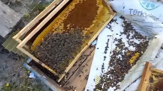 Kovanlarına ayı saldırdı: