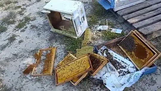 Kovanlarına ayı saldırdı: