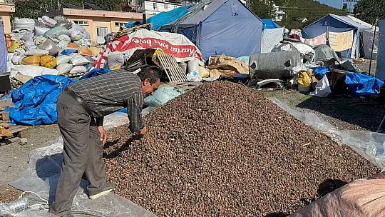 Köy köy dolaşıp boş fındık avına çıkıyorlar
